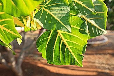 日系视觉小说加钓鱼模拟游戏《户外钓鱼：夏日时光》现已正式推出